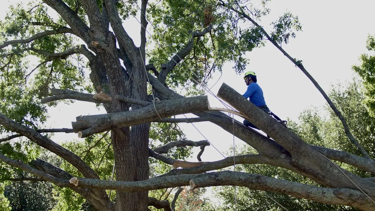 Professional Crown Thinning performed by certified arborists in Punxsutawney